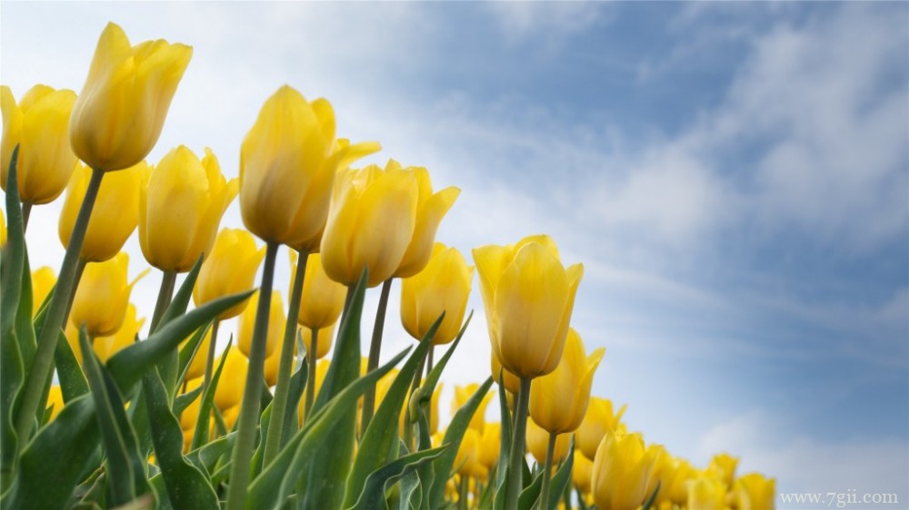 金黄的郁金香郁金香园摄影图片