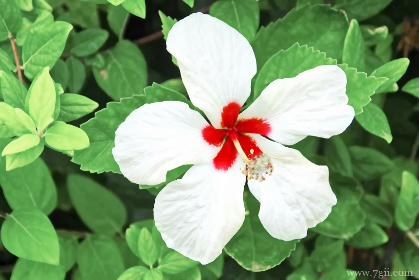 圣洁高雅的白芙蓉花摄影写真