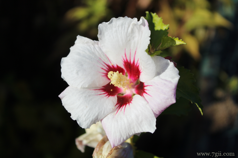 圣洁高雅的白芙蓉花摄影写真