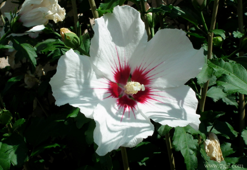 圣洁高雅的白芙蓉花摄影写真