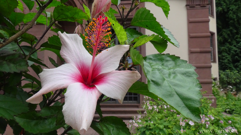 圣洁高雅的白芙蓉花摄影写真