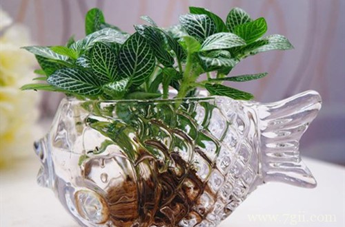 水培植物要怎么养护的方法