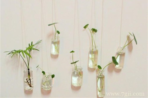 水培植物要怎么养护的方法