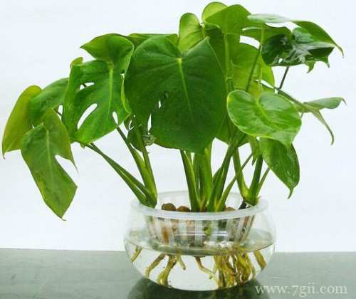 水培植物要怎么养护的方法