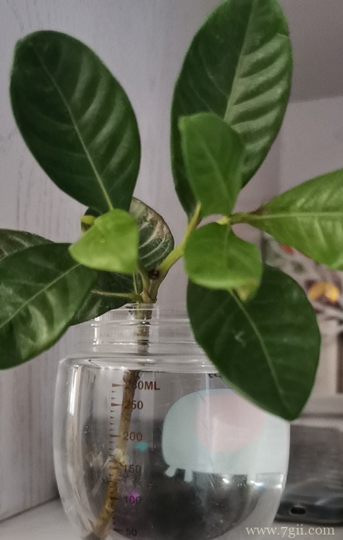 水插栀子花很简单，只要注意几点细节，就能提高成活率！