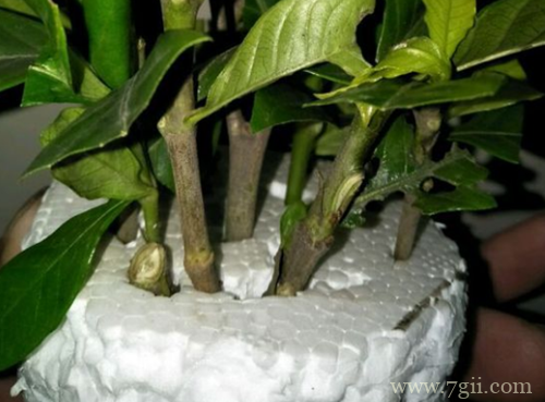 水插栀子花很简单，只要注意几点细节，就能提高成活率！