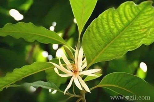 白兰花用什么土种好 白兰花多久换一次土(图)