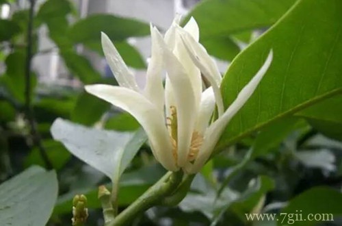 白兰花用什么土种好 白兰花多久换一次土(图)