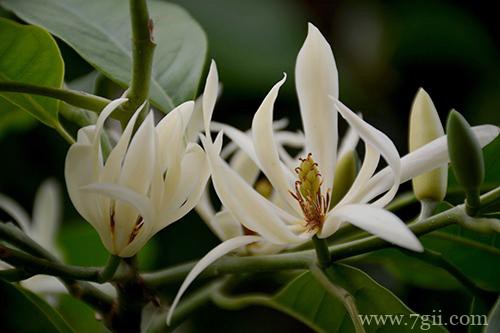 白兰花用什么土种好 白兰花多久换一次土(图)