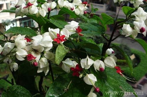 龙吐珠不开花是有原因的，这4点解决妙招在这里！