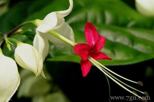 龙吐珠不开花是有原因的，这4点解决妙招在这里！