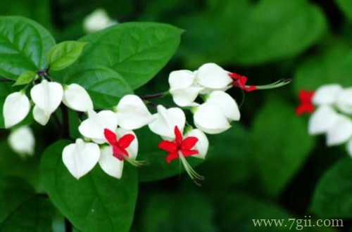 龙吐珠不开花是有原因的，这4点解决妙招在这里！