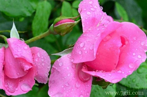 用雨水浇花对植物的生长，原来有这么多的好处！