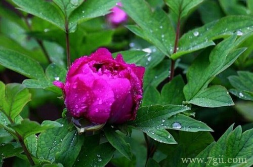 用雨水浇花对植物的生长，原来有这么多的好处！