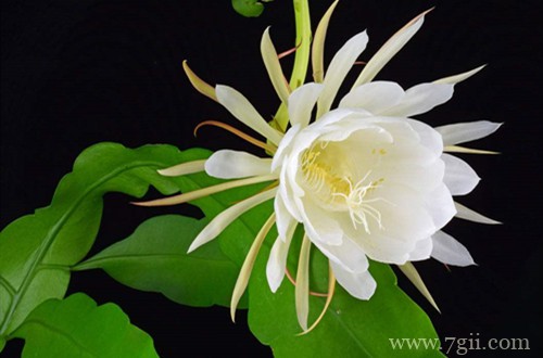 有什么方法可以让昙花多长侧芽？注意这些小技巧，侧芽就能长得多