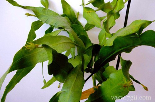 有什么方法可以让昙花多长侧芽？注意这些小技巧，侧芽就能长得多