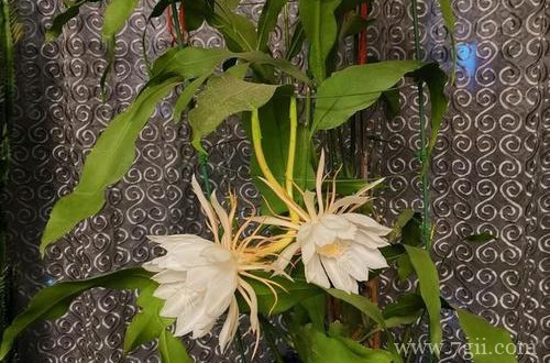 有什么方法可以让昙花多长侧芽？注意这些小技巧，侧芽就能长得多