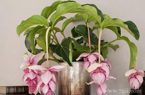 宝莲灯叶子发黄怎么回事？查找原因，了解解决方法！