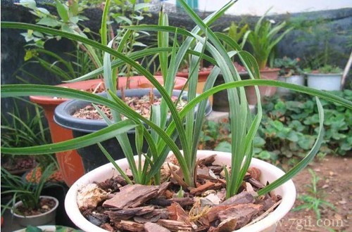 兰花卷叶子是怎么回事？怎么救？