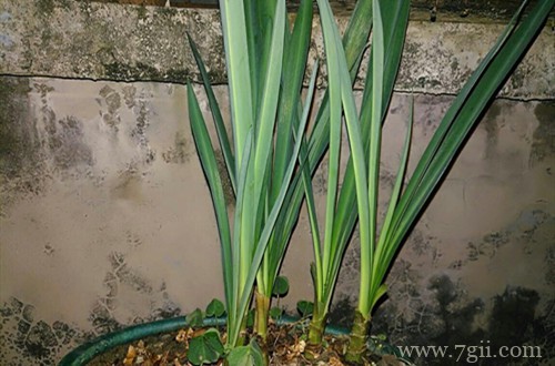 兰花卷叶子是怎么回事？怎么救？