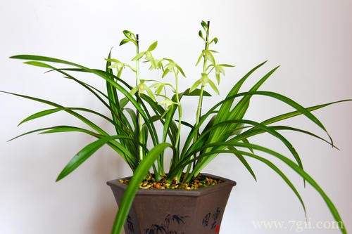 兰花卷叶子是怎么回事？怎么救？