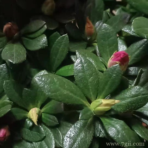 杜鹃花花苞干枯了怎么办？容易受这三点原因影响！