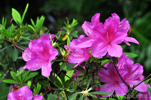 杜鹃花花苞干枯了怎么办？容易受这三点原因影响！