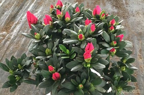 杜鹃花花苞干枯了怎么办？容易受这三点原因影响！