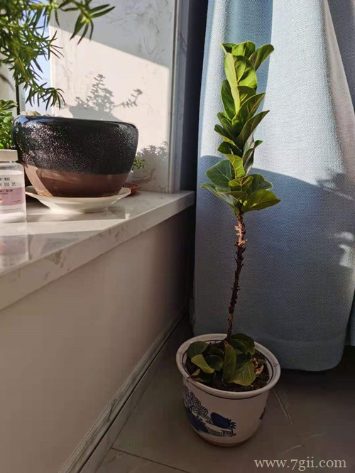 琴叶榕骨瘦如柴，叶子小还不张开，不知道该拿它怎么办了？