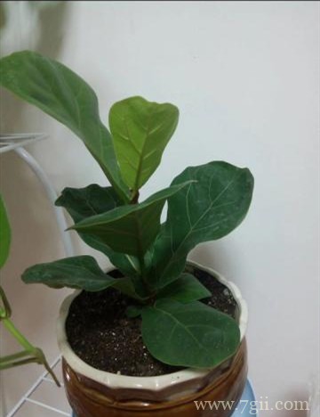 琴叶榕骨瘦如柴，叶子小还不张开，不知道该拿它怎么办了？