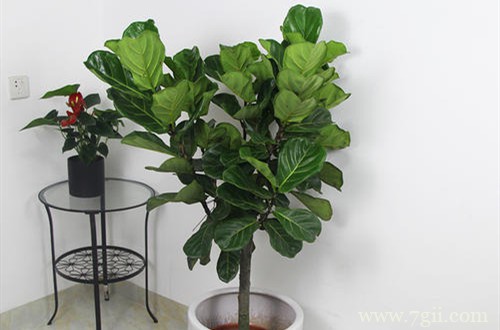 琴叶榕骨瘦如柴，叶子小还不张开，不知道该拿它怎么办了？