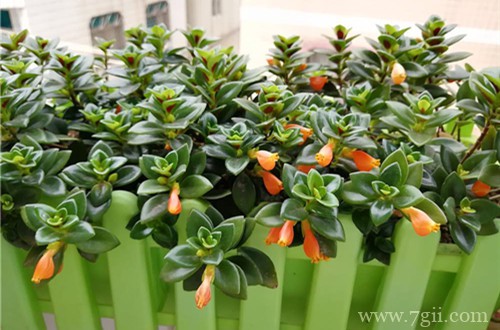 金鱼吊兰长疯了就是不开花怎么回事？做好这三点，开花不再是梦！