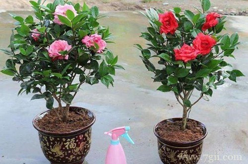 茶花到底要怎么养？冬天怎么浇水？注意这些细节，别怕养不好！