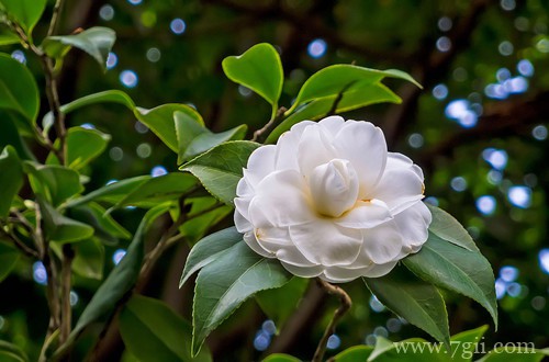 茶花到底要怎么养？冬天怎么浇水？注意这些细节，别怕养不好！