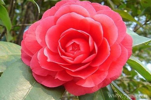 茶花到底要怎么养？冬天怎么浇水？注意这些细节，别怕养不好！