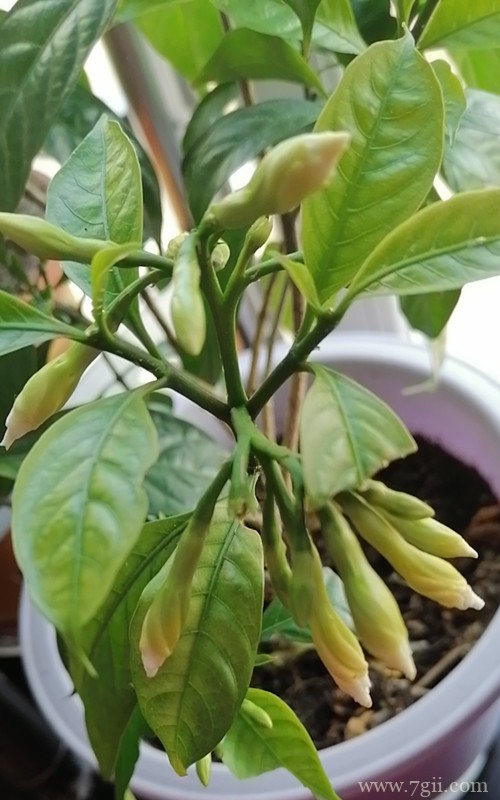 狗牙花好多花苞，但是还没开就蔫了，不知道怎么回事？