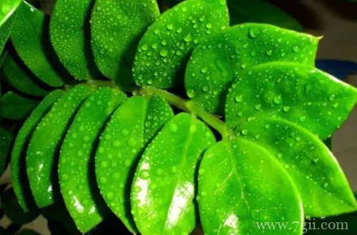 金钱树叶子发黄怎么办？了解这几个原因，对症下药，就能养的好！