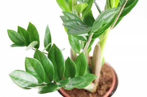 金钱树叶子发黄怎么办？了解这几个原因，对症下药，就能养的好！