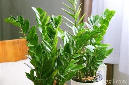 金钱树叶子发黄怎么办？了解这几个原因，对症下药，就能养的好！