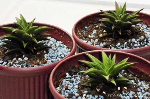 花盆里有碱怎么去除？看看花友的推荐，方法简单又省钱！