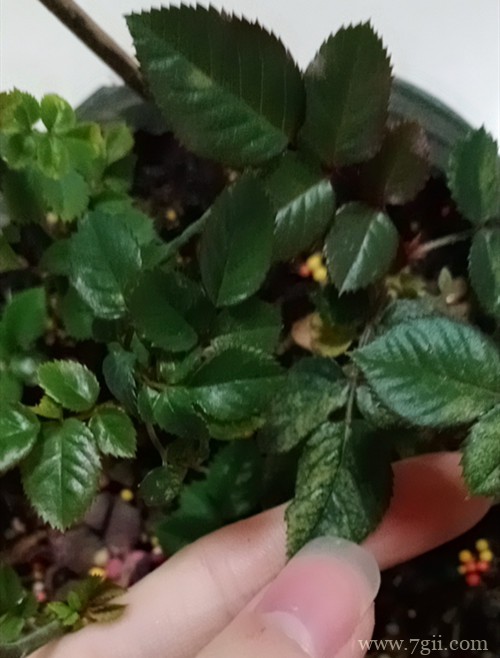 月季叶子黄点是因为什么呢？是虫害还是其他问题？