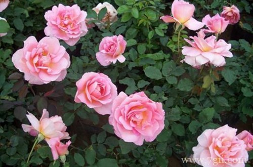 月季叶子黄点是因为什么呢？是虫害还是其他问题？