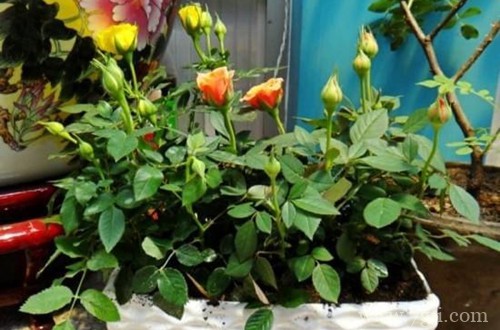 月季叶子黄点是因为什么呢？是虫害还是其他问题？