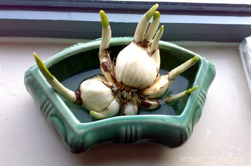 水仙花光长叶子不开花怎么回事？有可能是这几点原因！