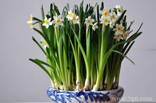 水仙花光长叶子不开花怎么回事？有可能是这几点原因！