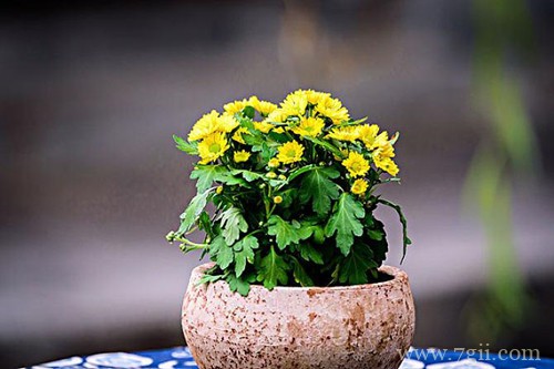 菊花的老枝条今年还会开花吗？需要保留吗？怎么修剪？