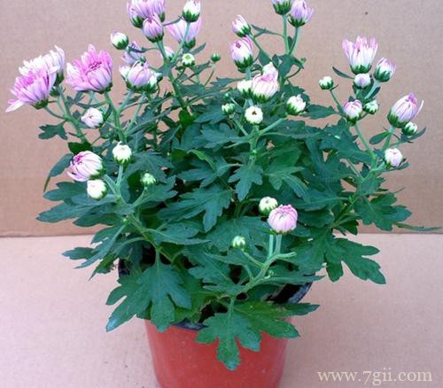 菊花的老枝条今年还会开花吗？需要保留吗？怎么修剪？