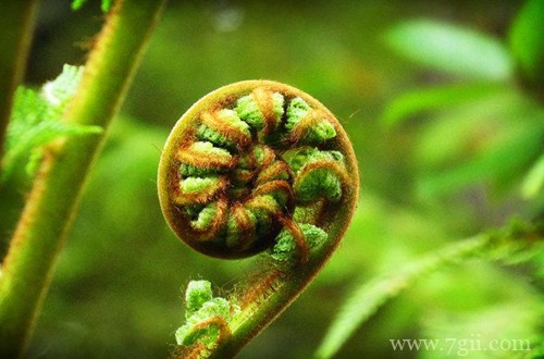 新西兰的国花是什么花？银蕨(图)