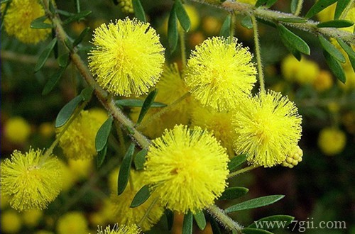澳大利亚的国花是什么花？金合欢(图)