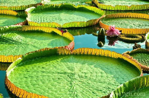 埃及的国花是什么花？睡莲(图)